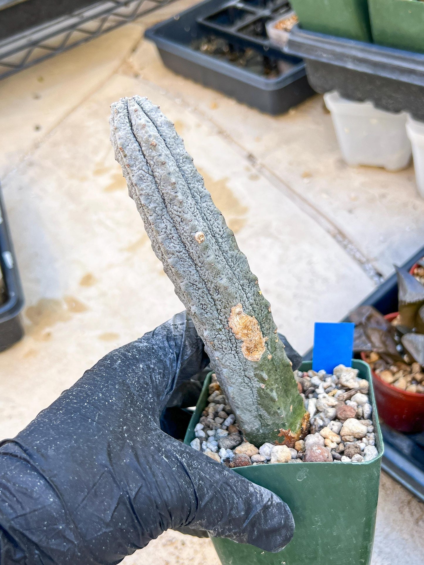 Euphorb abdelkuri Balf.f. (BLUE) | Imported Plant