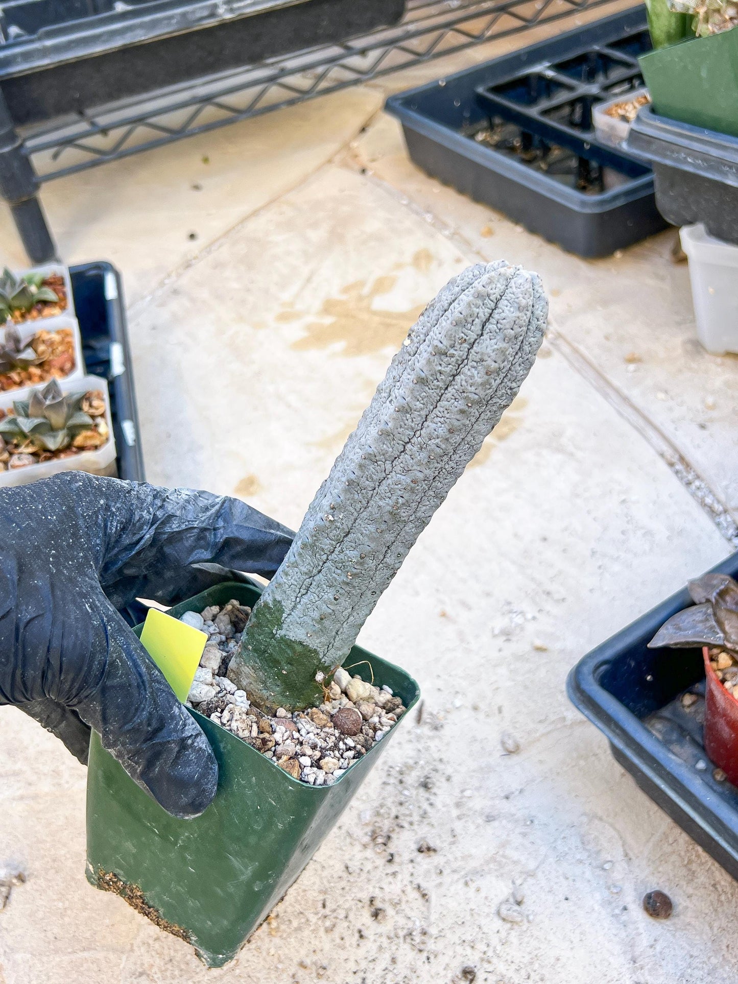 Euphorb abdelkuri Balf.f. (Yellow) | Imported Plant