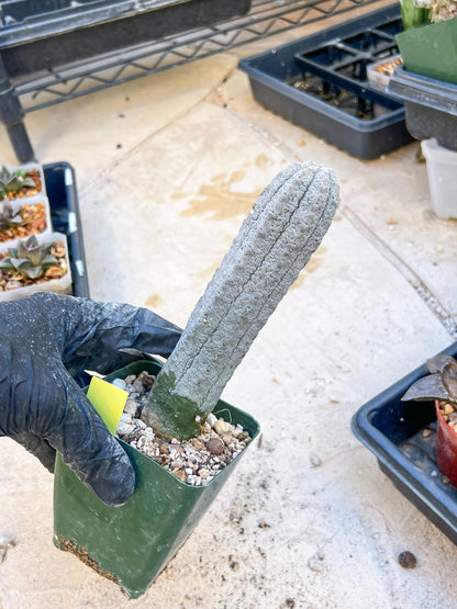 Euphorb abdelkuri Balf.f. (Yellow) | Imported Plant