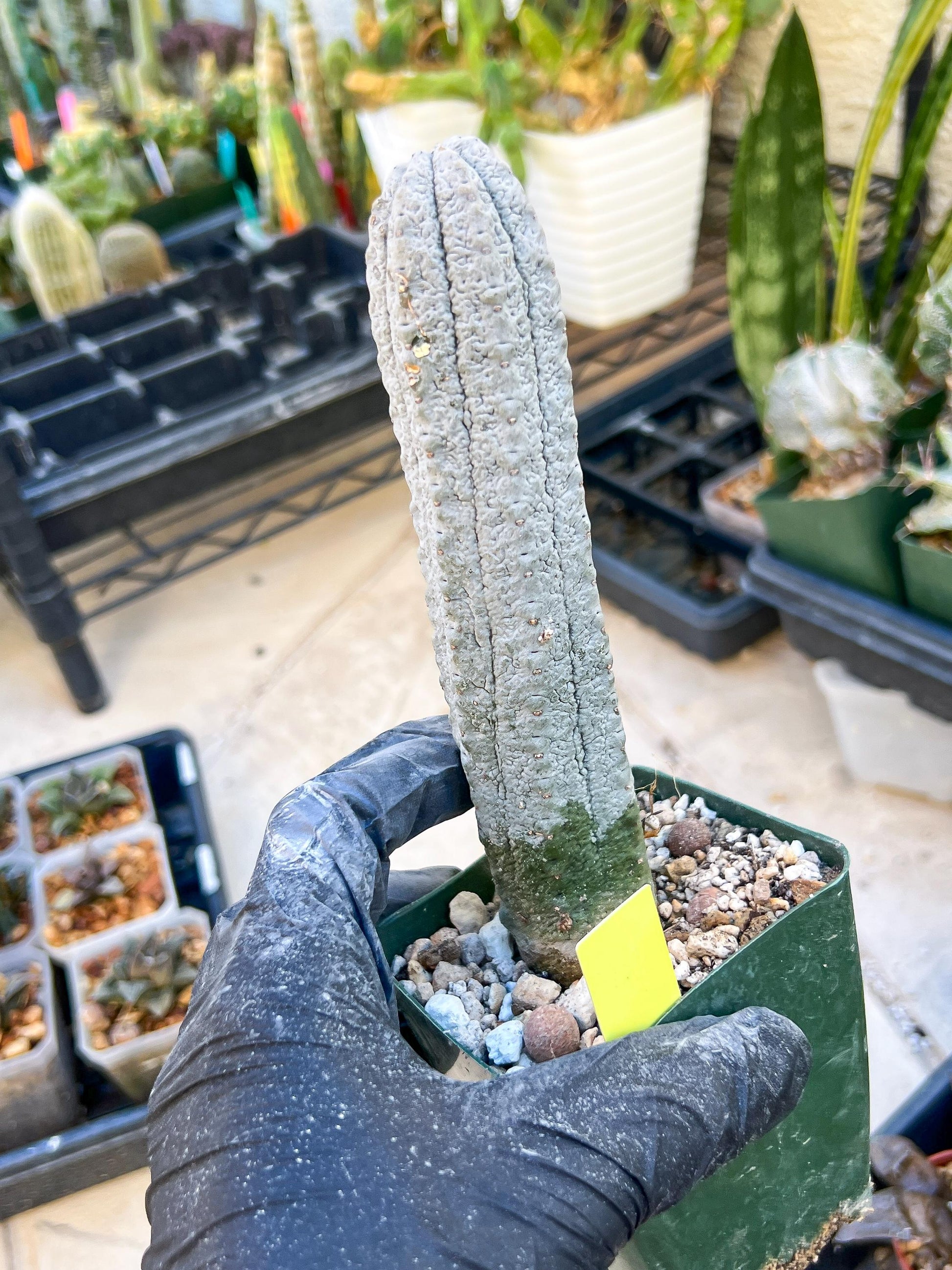 Euphorb abdelkuri Balf.f. (Yellow) | Imported Plant