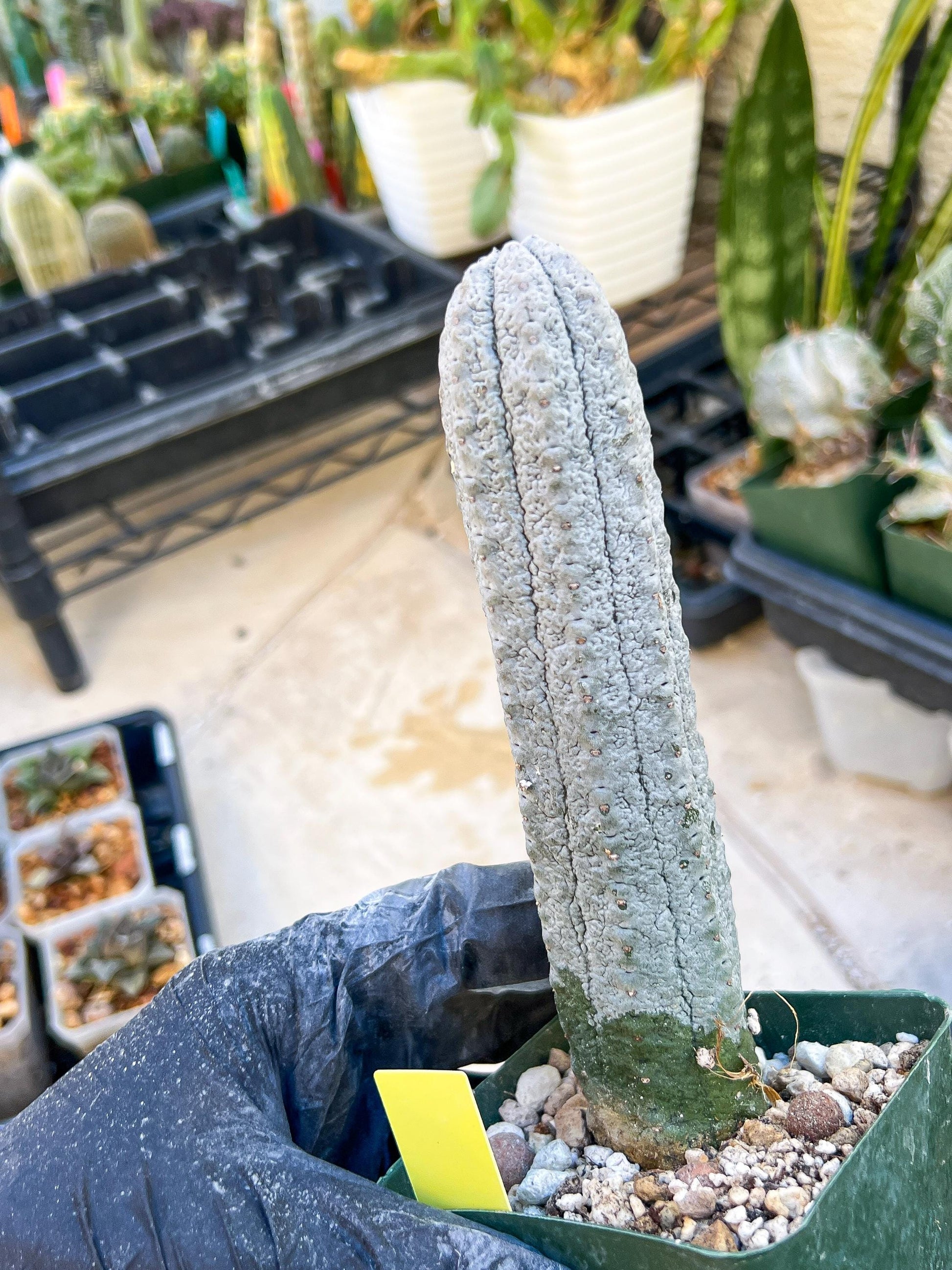 Euphorb abdelkuri Balf.f. (Yellow) | Imported Plant