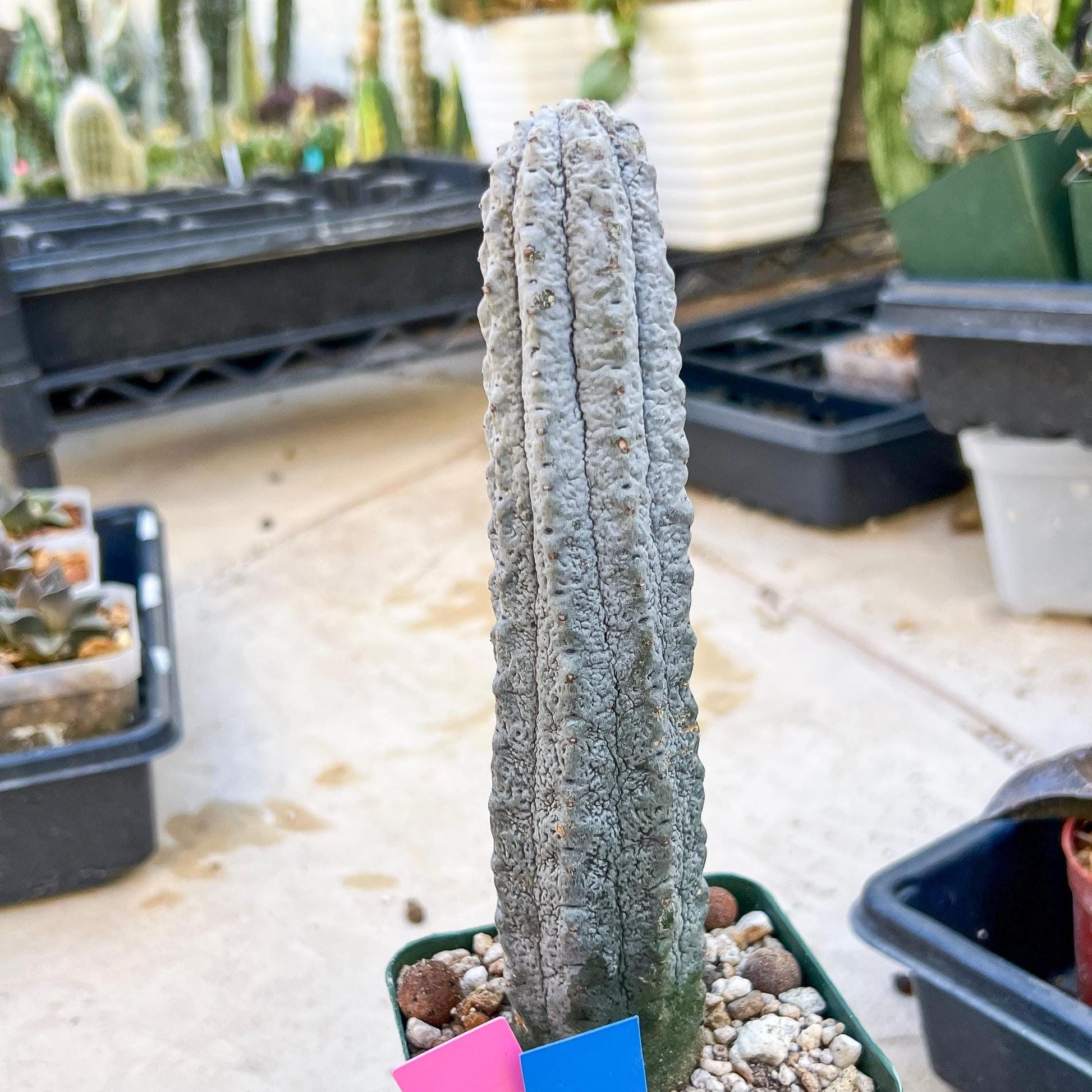 Euphorb abdelkuri Balf.f. (Pink/Blue) | Imported Plant