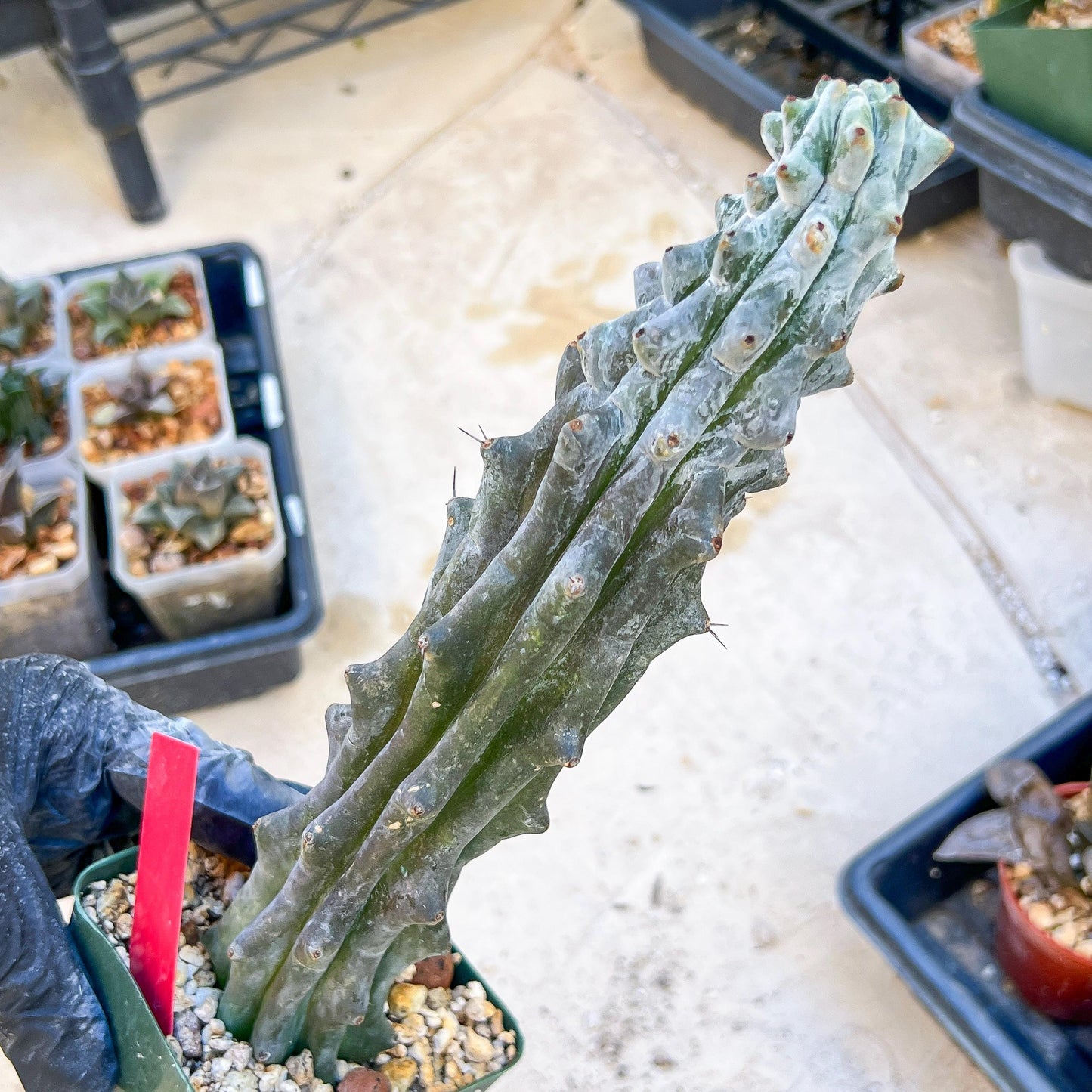 Stenocereus Beneckei (Red) | White Cactus