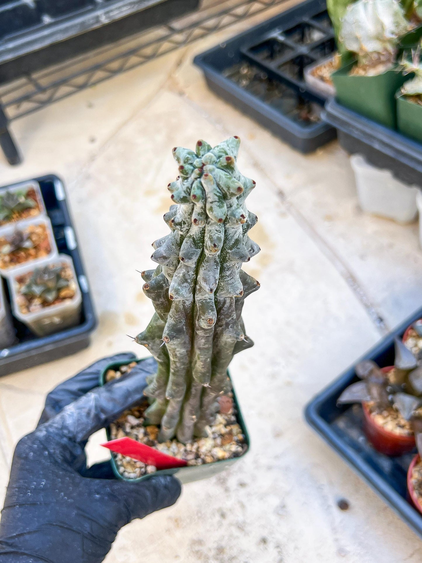 Stenocereus Beneckei (Red) | White Cactus