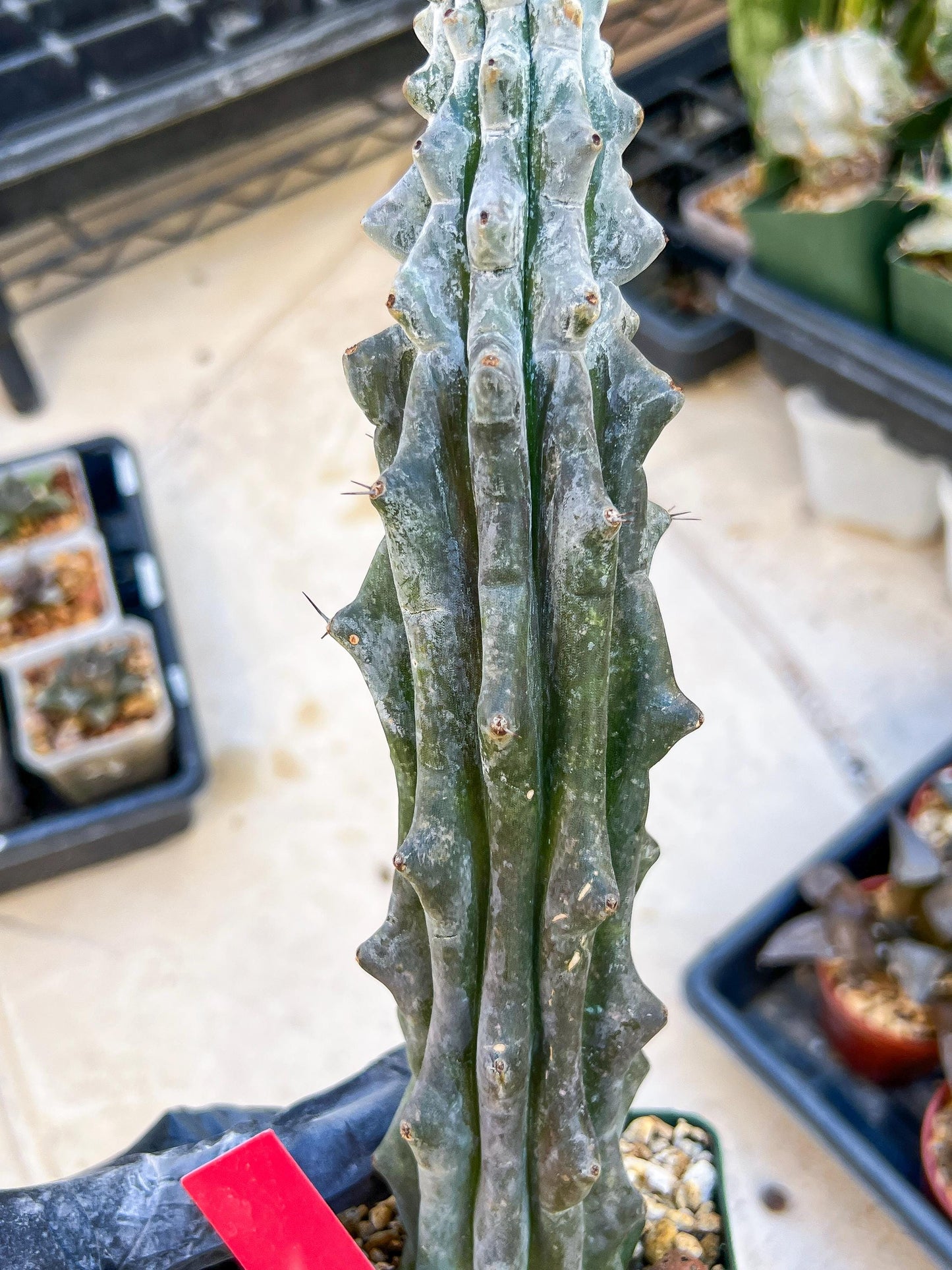 Stenocereus Beneckei (Red) | White Cactus