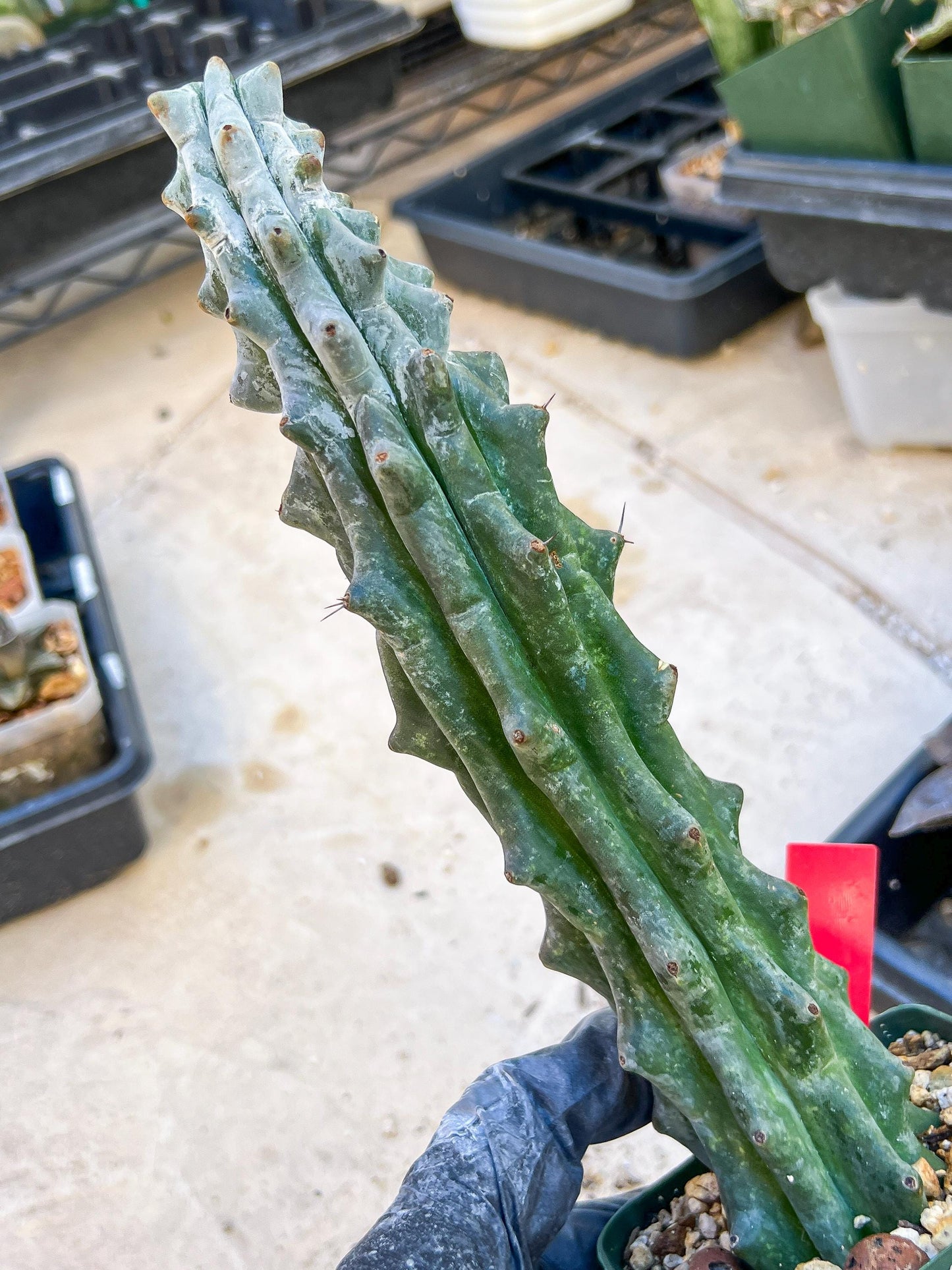 Stenocereus Beneckei (Red) | White Cactus