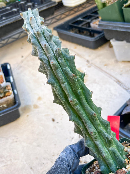 Stenocereus Beneckei (Red) | White Cactus