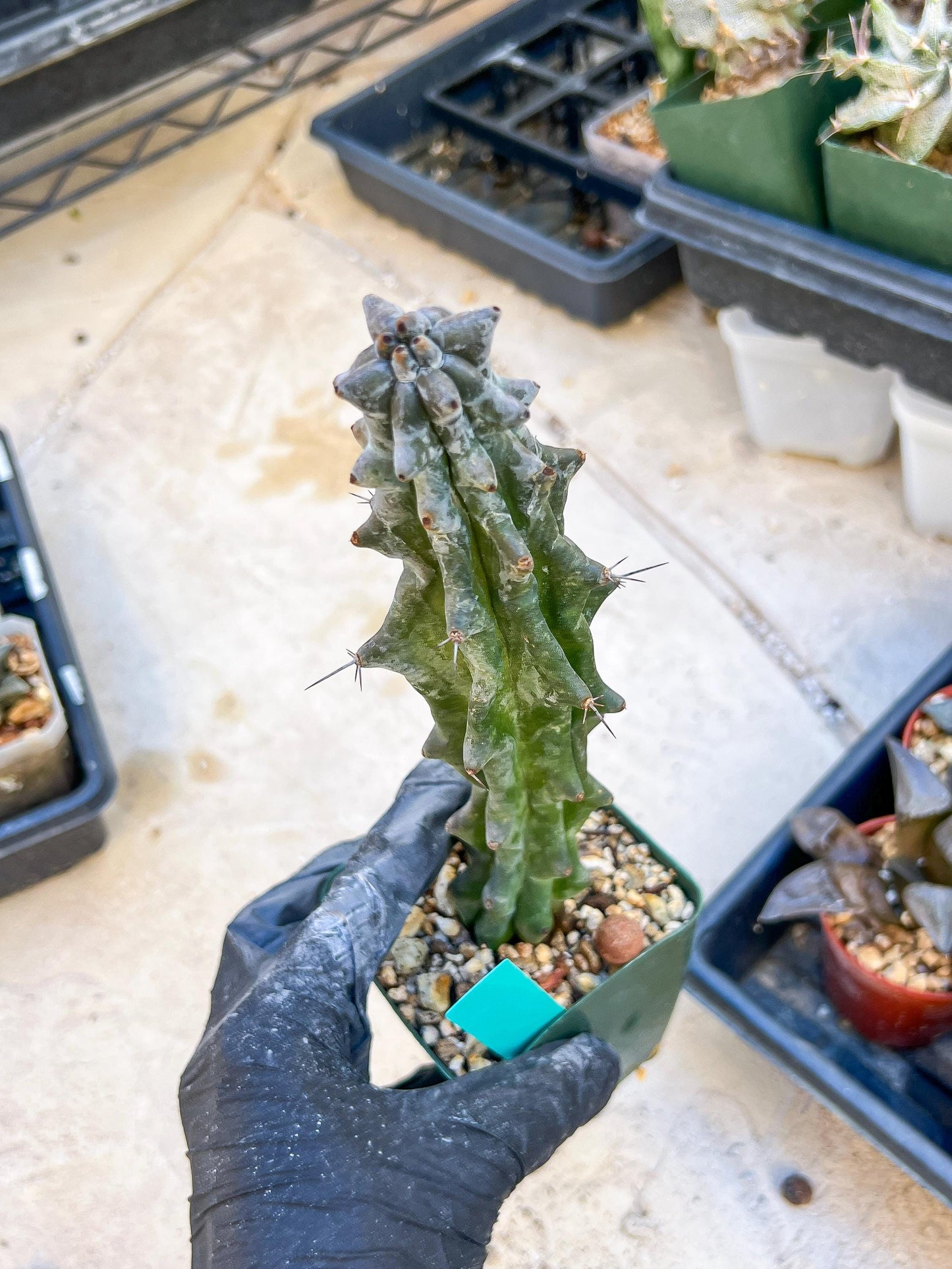 Stenocereus Beneckei | White Cactus | Rare Imported Plants