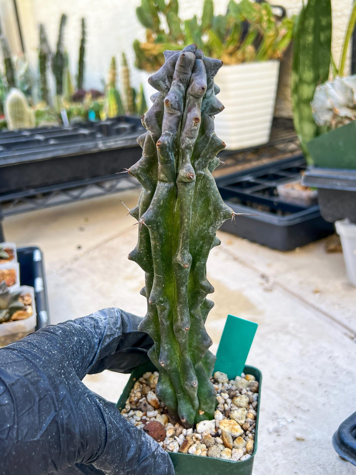 Stenocereus Beneckei | White Cactus | Rare Imported Plants