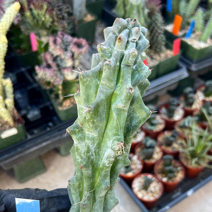 Stenocereus Beneckei (Blue) | White Cactus