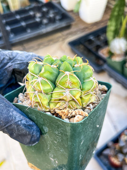Giant Gymnocalycium Horstii (#V2) | Live cactus | 3.6inch Wide
