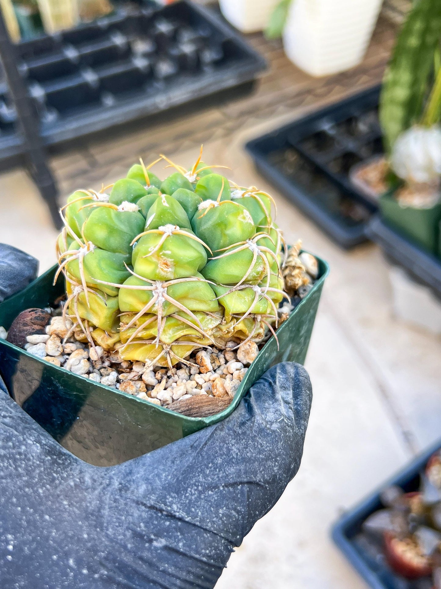 Giant Gymnocalycium Horstii (#V2) | Live cactus | 3.6inch Wide