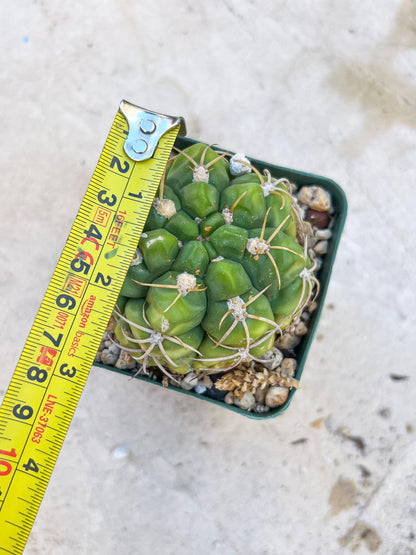 Giant Gymnocalycium Horstii (#V2) | Live cactus | 3.6inch Wide