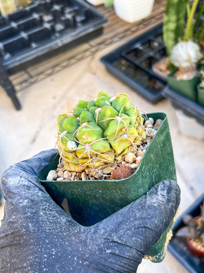 Giant Gymnocalycium Horstii (#V2) | Live cactus | 3.6inch Wide