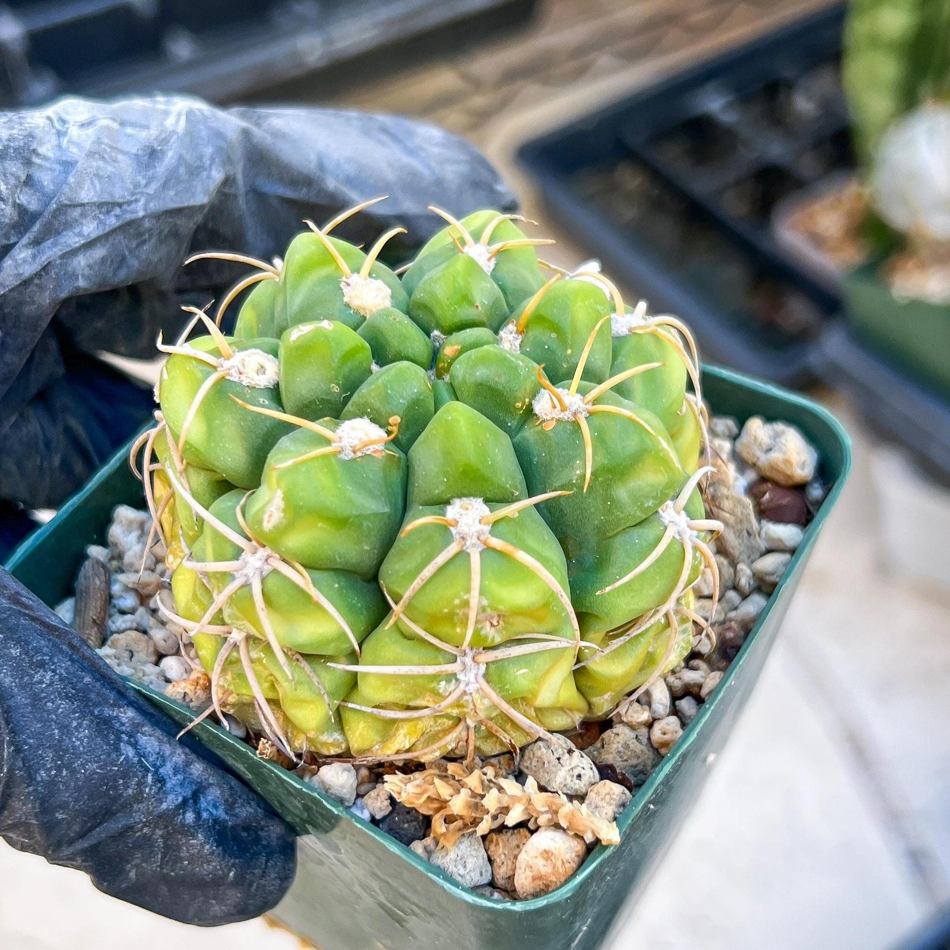 Giant Gymnocalycium Horstii (#V2) | Live cactus | 3.6inch Wide
