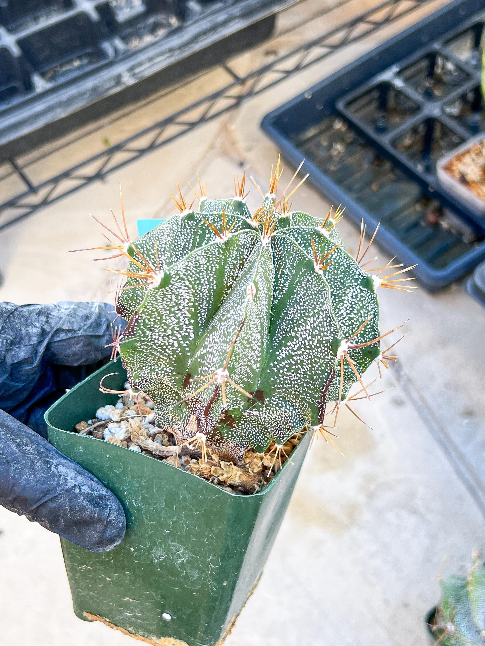 Large Ornatum Cactus | Imported Cactus | Rare Succulent