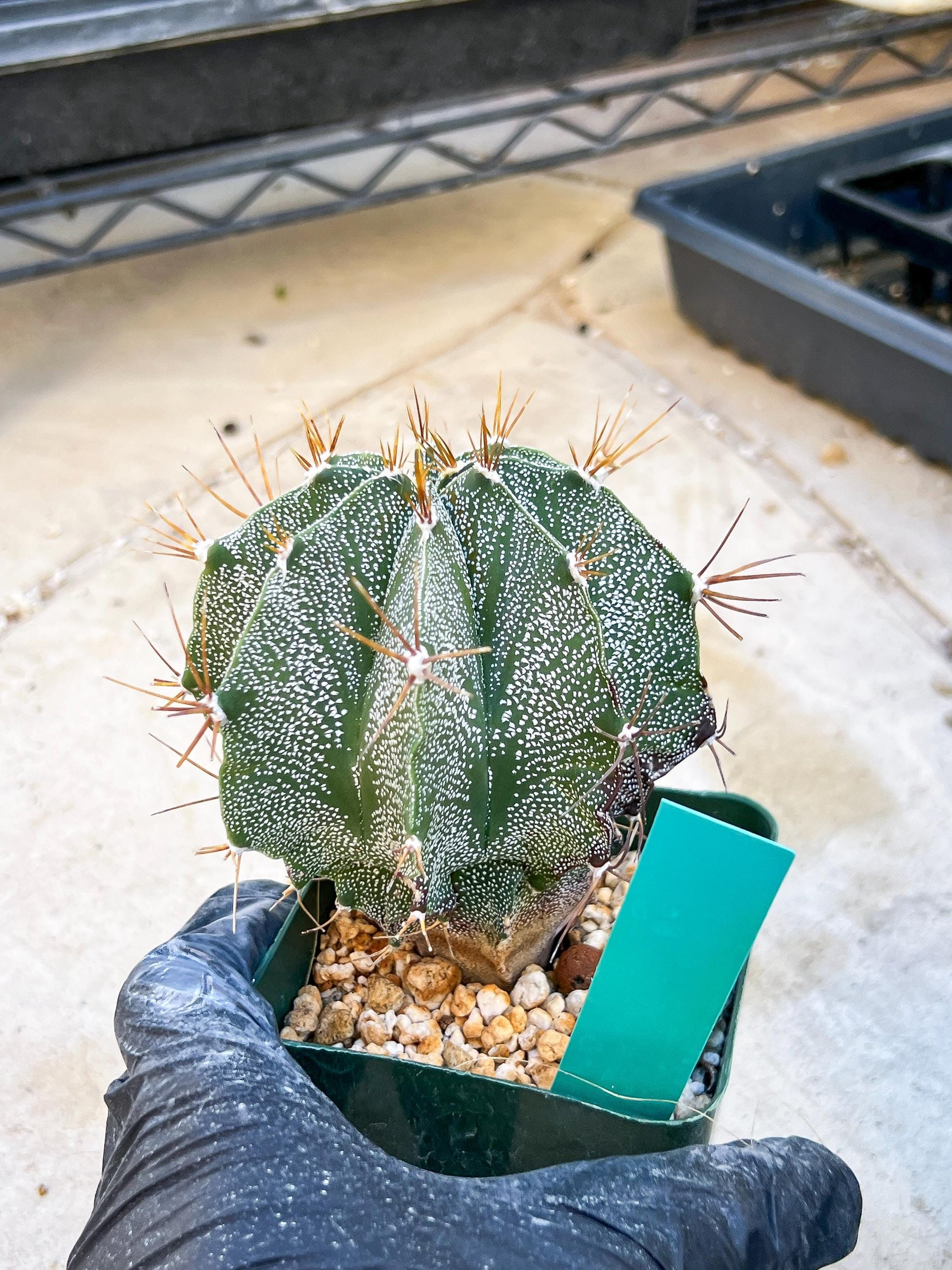 Large Ornatum Cactus | Imported Cactus | Rare Succulent