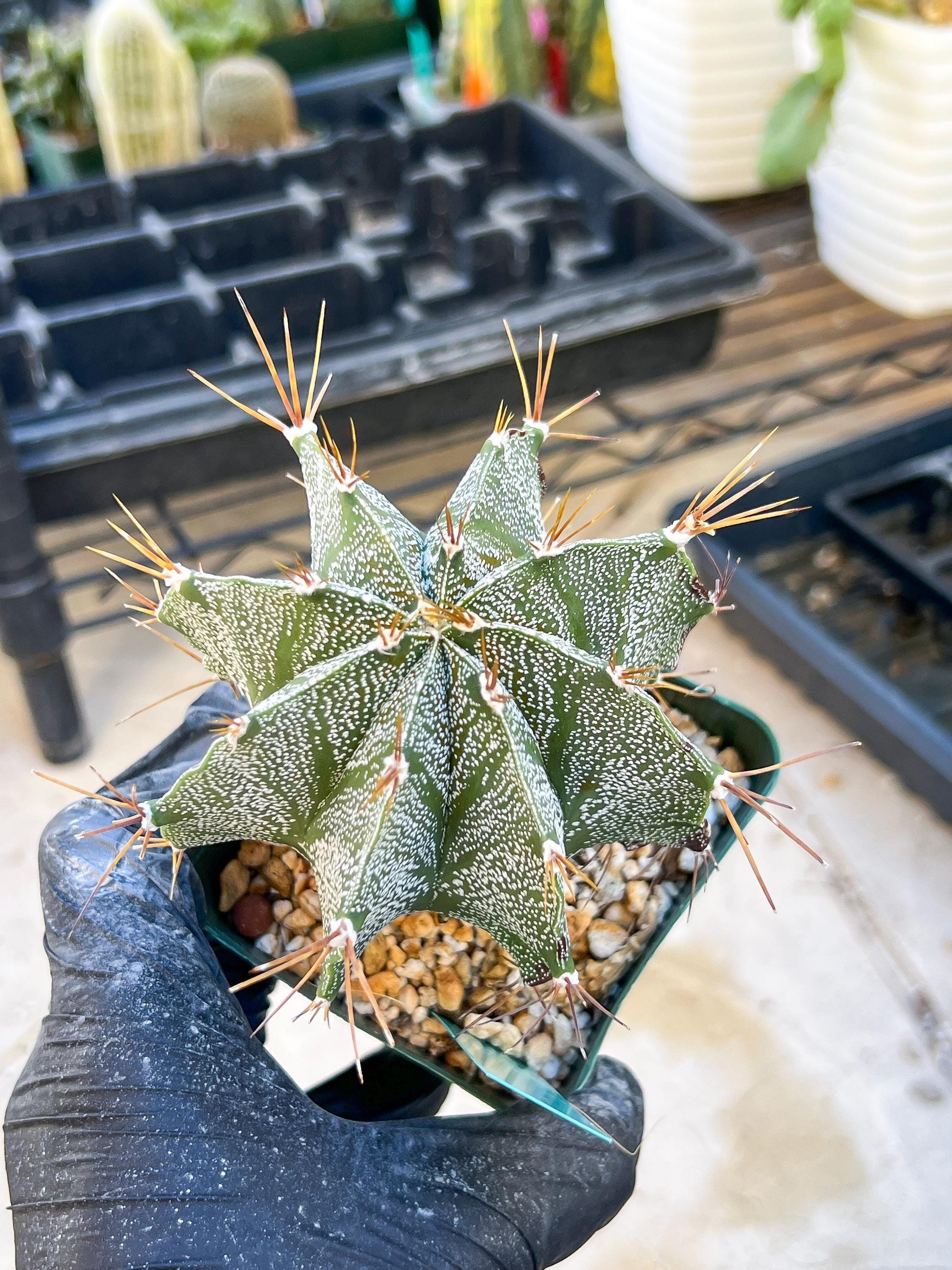 Large Ornatum Cactus | Imported Cactus | Rare Succulent