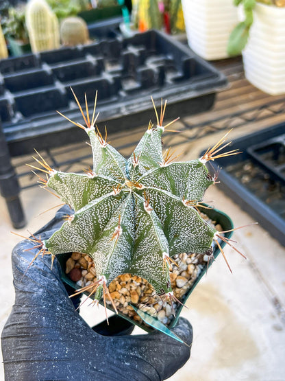 Large Ornatum Cactus | Imported Cactus | Rare Succulent