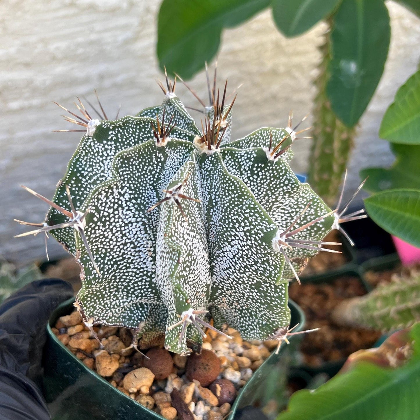 Large Ornatum Cactus (Blue) | Imported Cactus