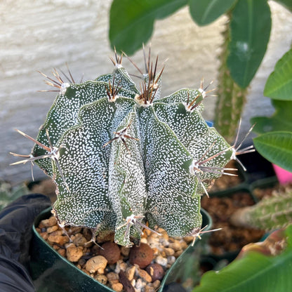 Large Ornatum Cactus (Blue) | Imported Cactus