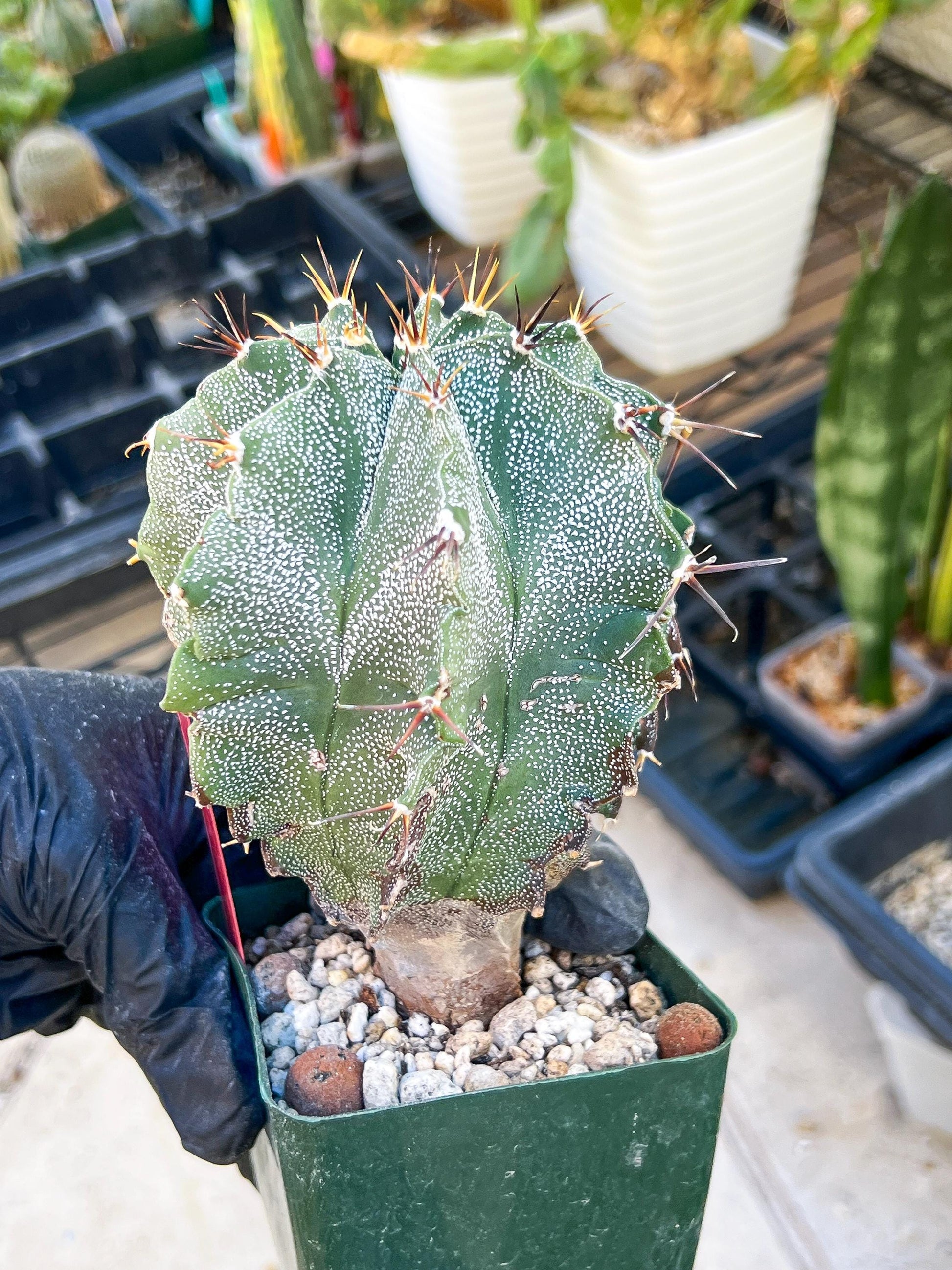 Large Ornatum Cactus (red) | Imported Cactus