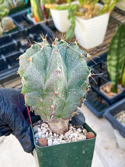 Large Ornatum Cactus (red) | Imported Cactus