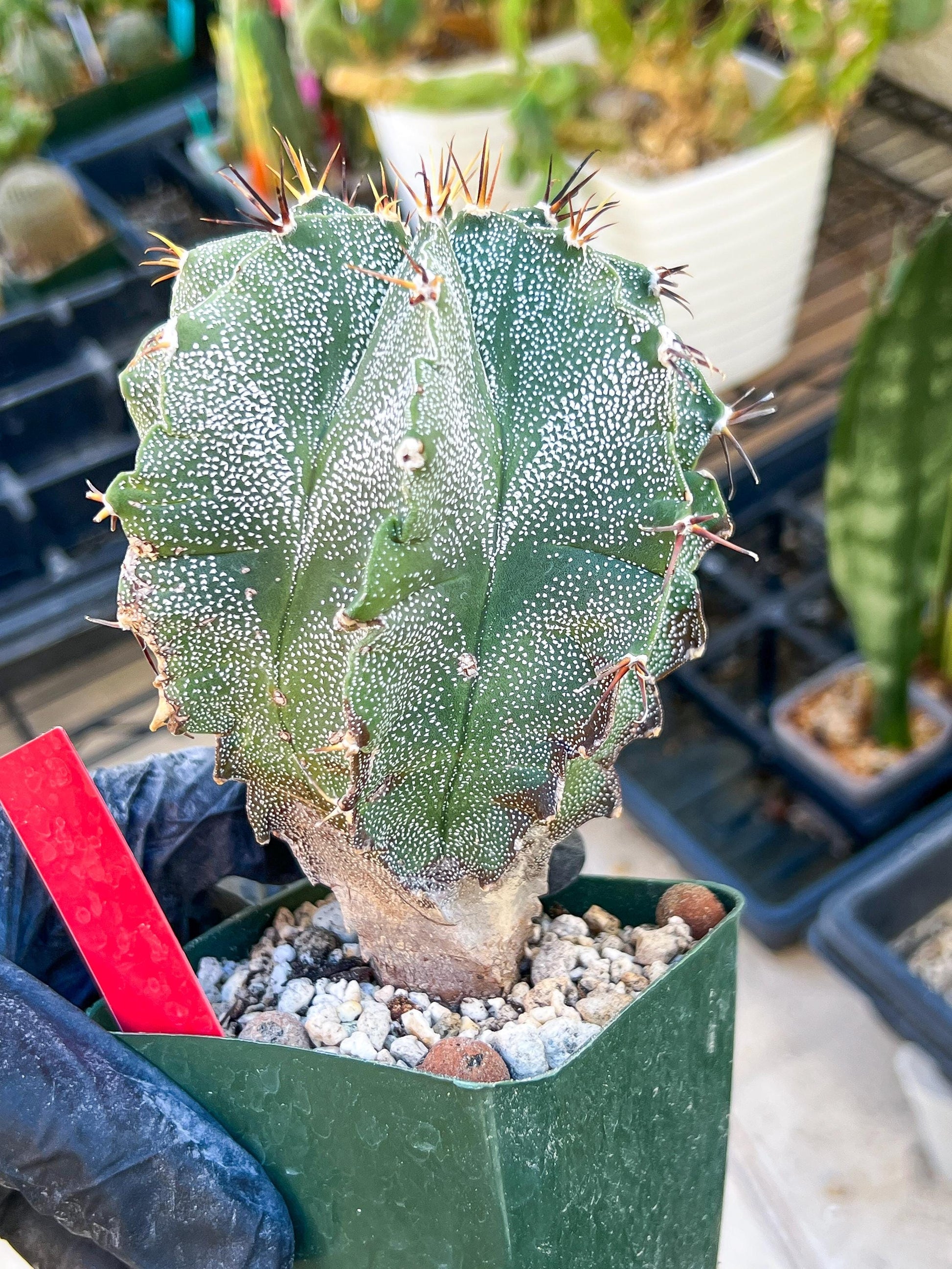 Large Ornatum Cactus (red) | Imported Cactus