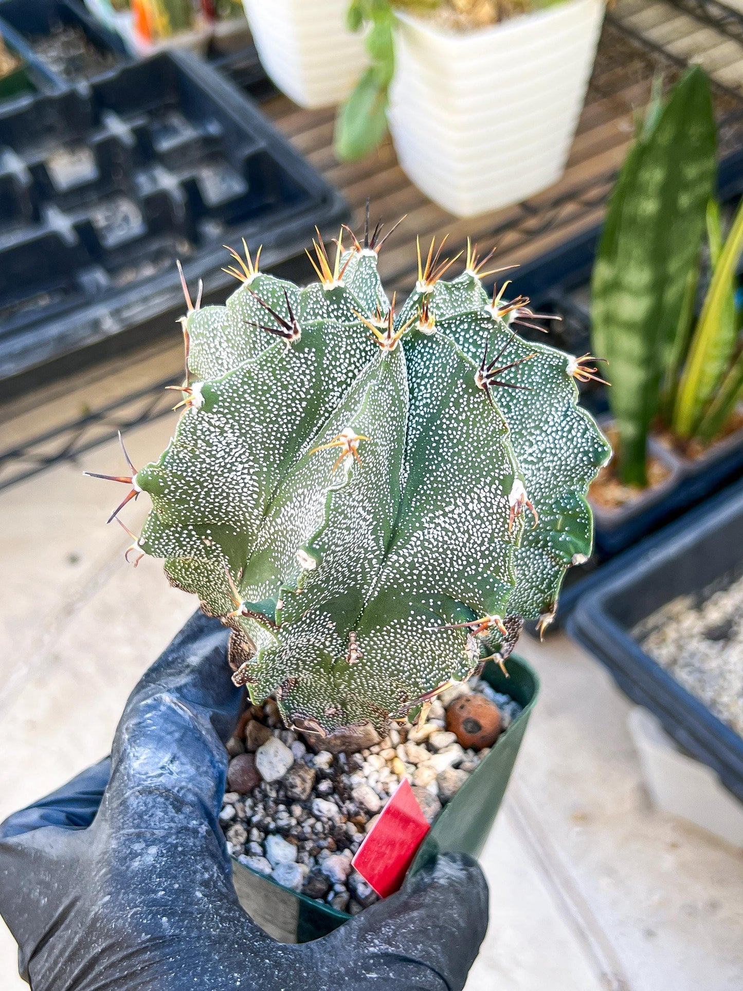 Large Ornatum Cactus (red) | Imported Cactus