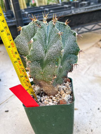 Large Ornatum Cactus (red) | Imported Cactus
