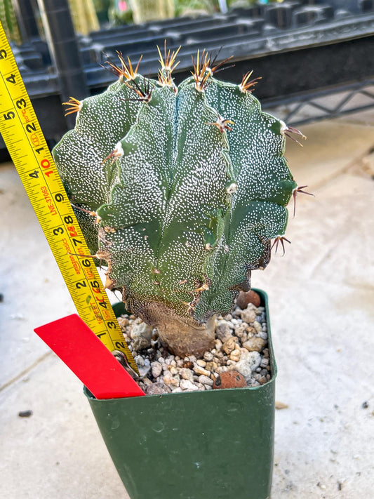 Large Ornatum Cactus (red) | Imported Cactus