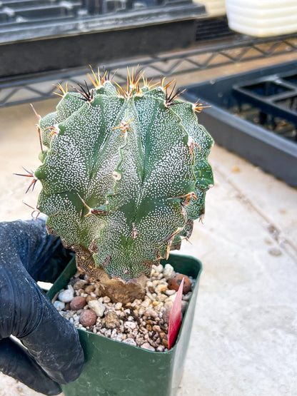 Large Ornatum Cactus (red) | Imported Cactus