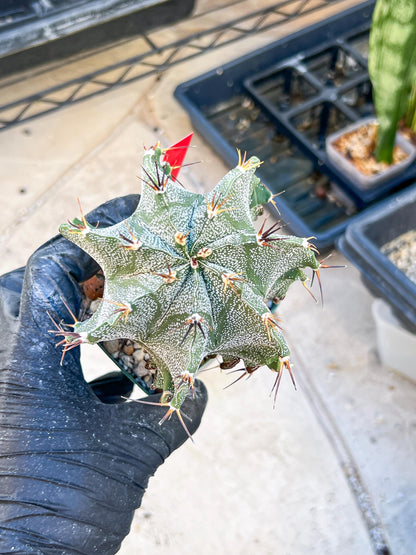 Large Ornatum Cactus (red) | Imported Cactus