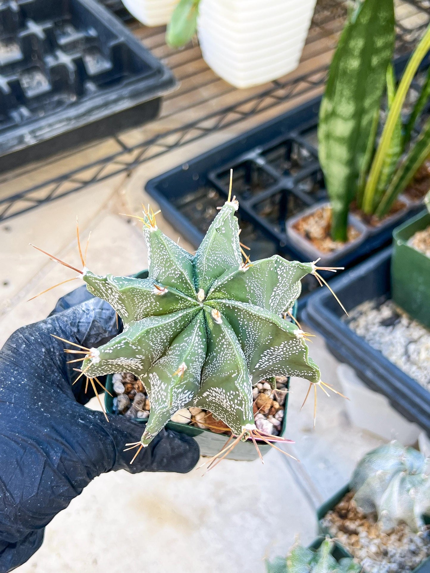 Large Ornatum Cactus (Pink) | Rare Succulent