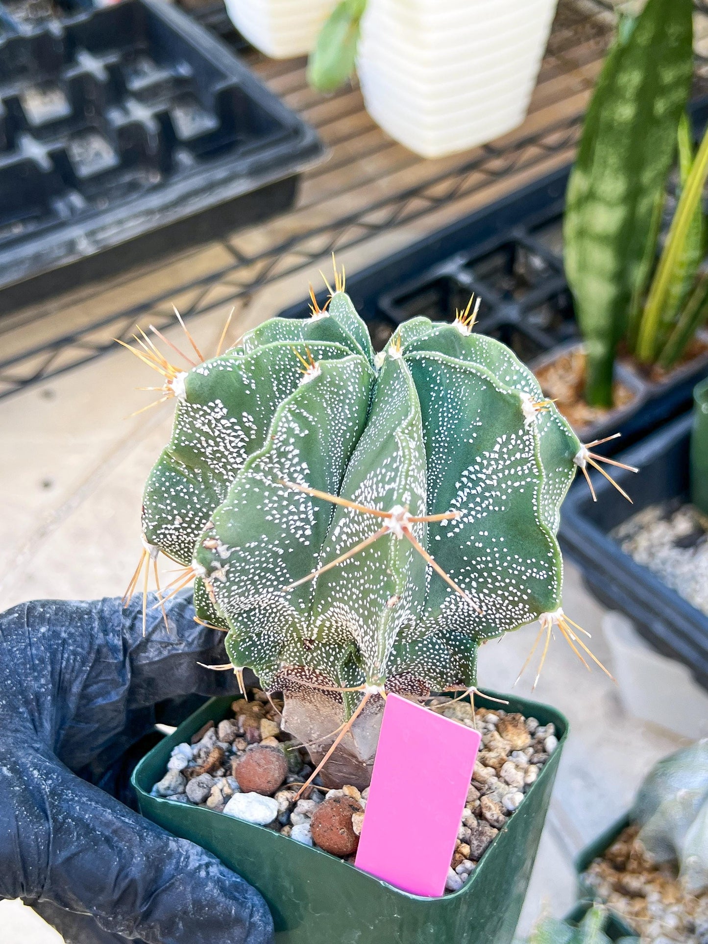 Large Ornatum Cactus (Pink) | Rare Succulent