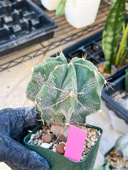 Large Ornatum Cactus (Pink) | Rare Succulent