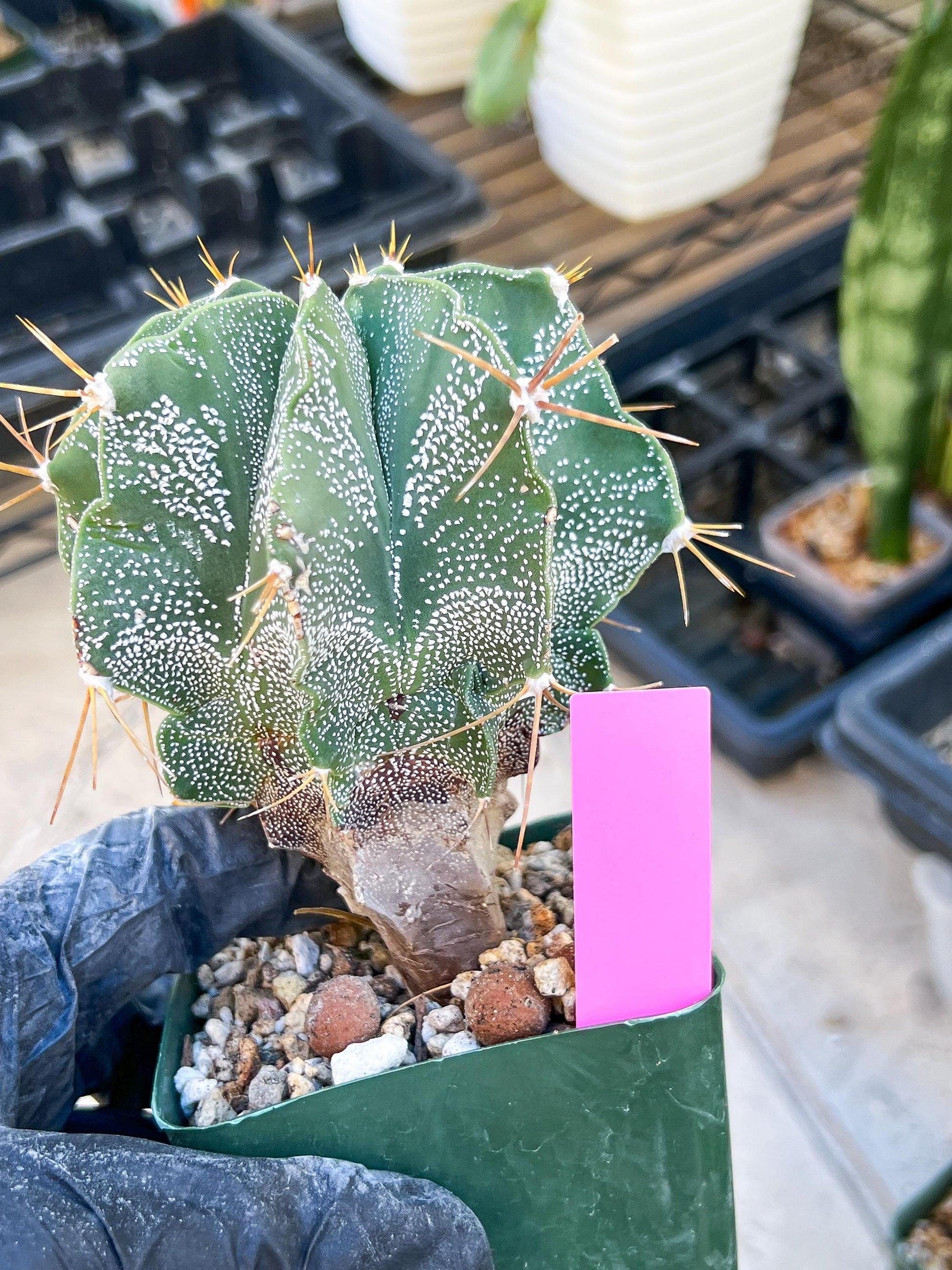 Large Ornatum Cactus (Pink) | Rare Succulent