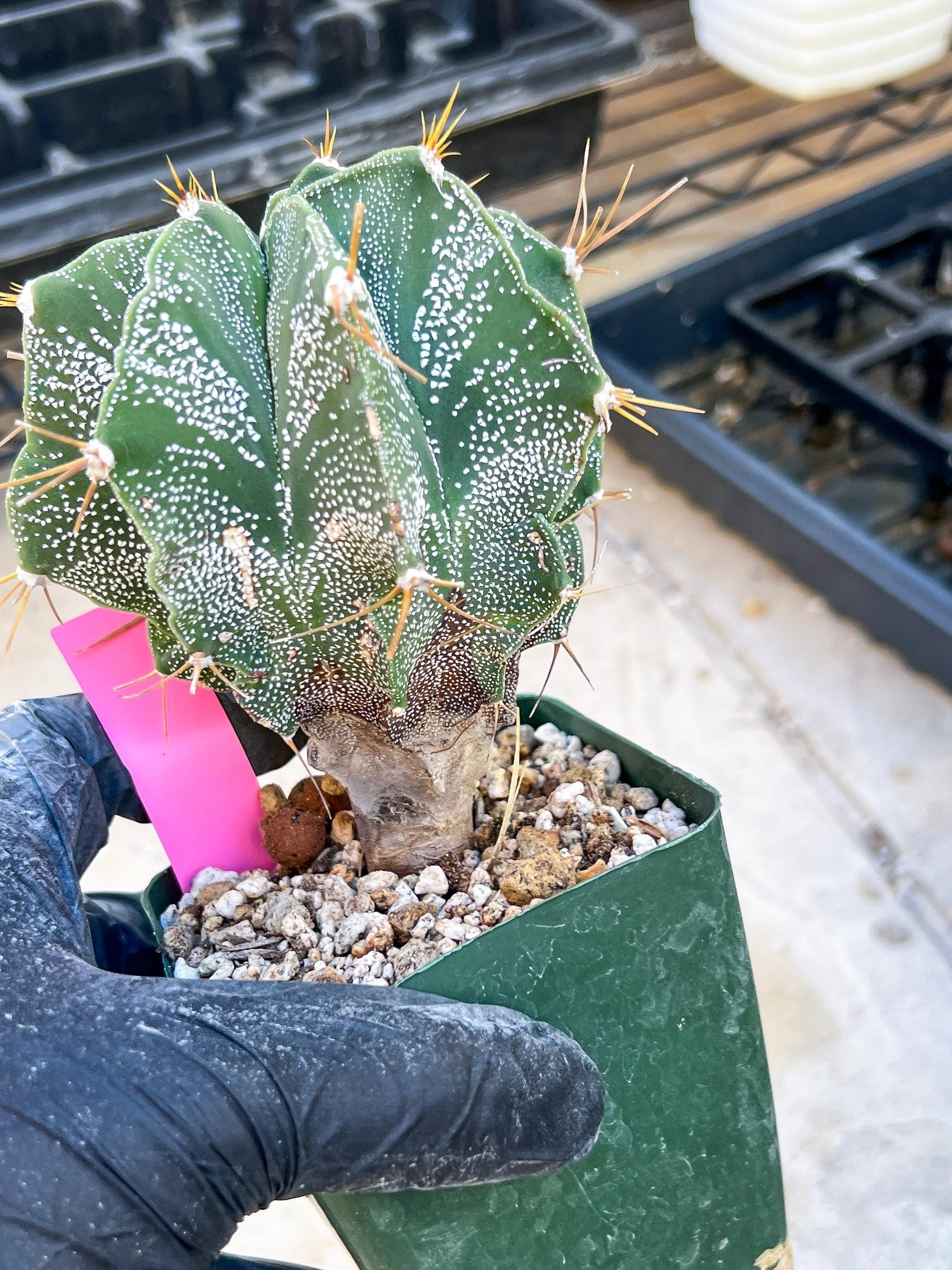 Large Ornatum Cactus (Pink) | Rare Succulent