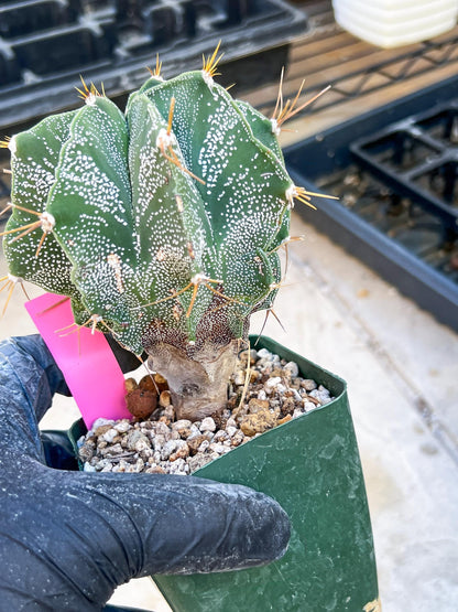 Large Ornatum Cactus (Pink) | Rare Succulent