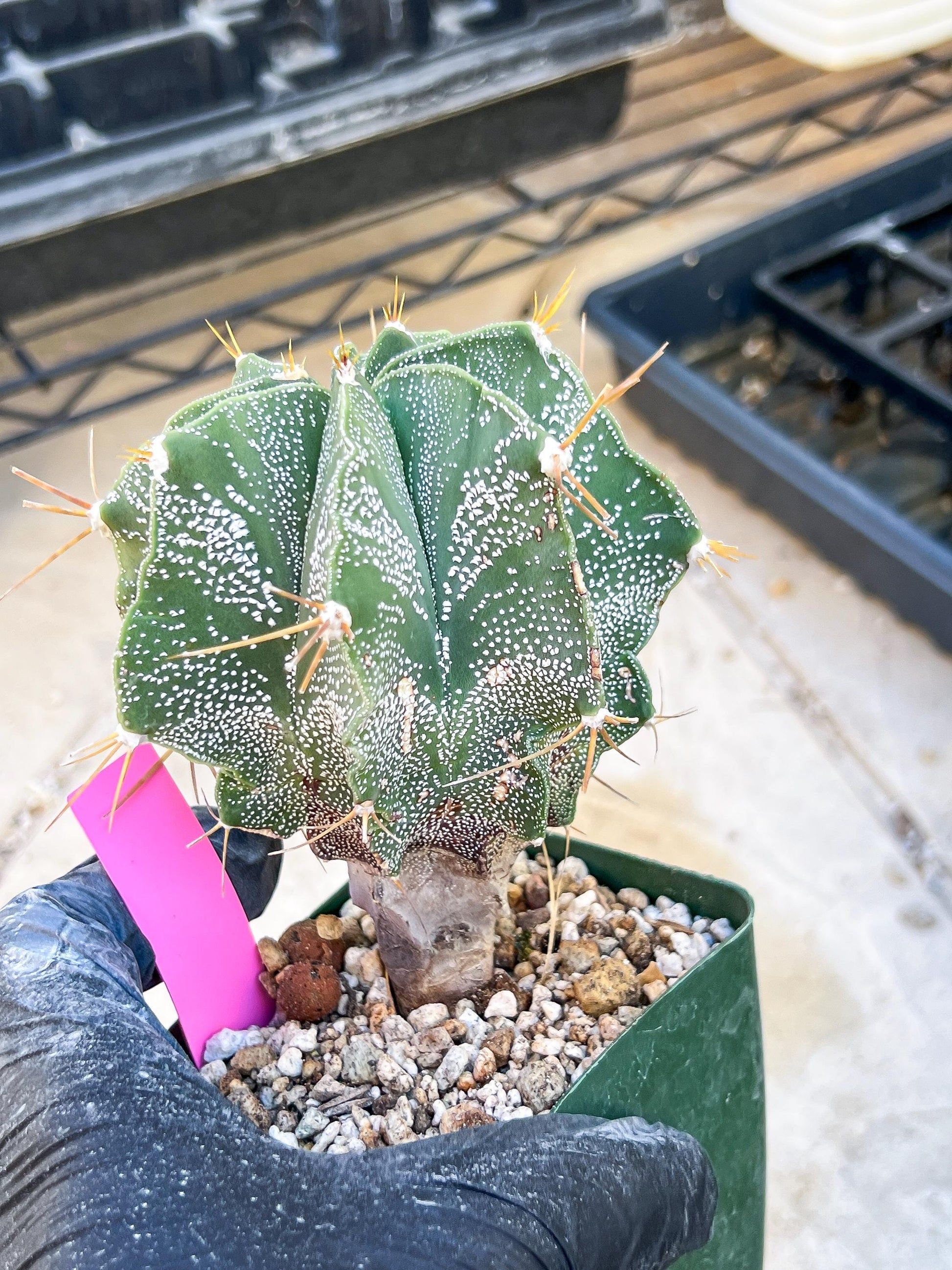 Large Ornatum Cactus (Pink) | Rare Succulent