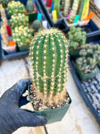 Mystery Cactus #1