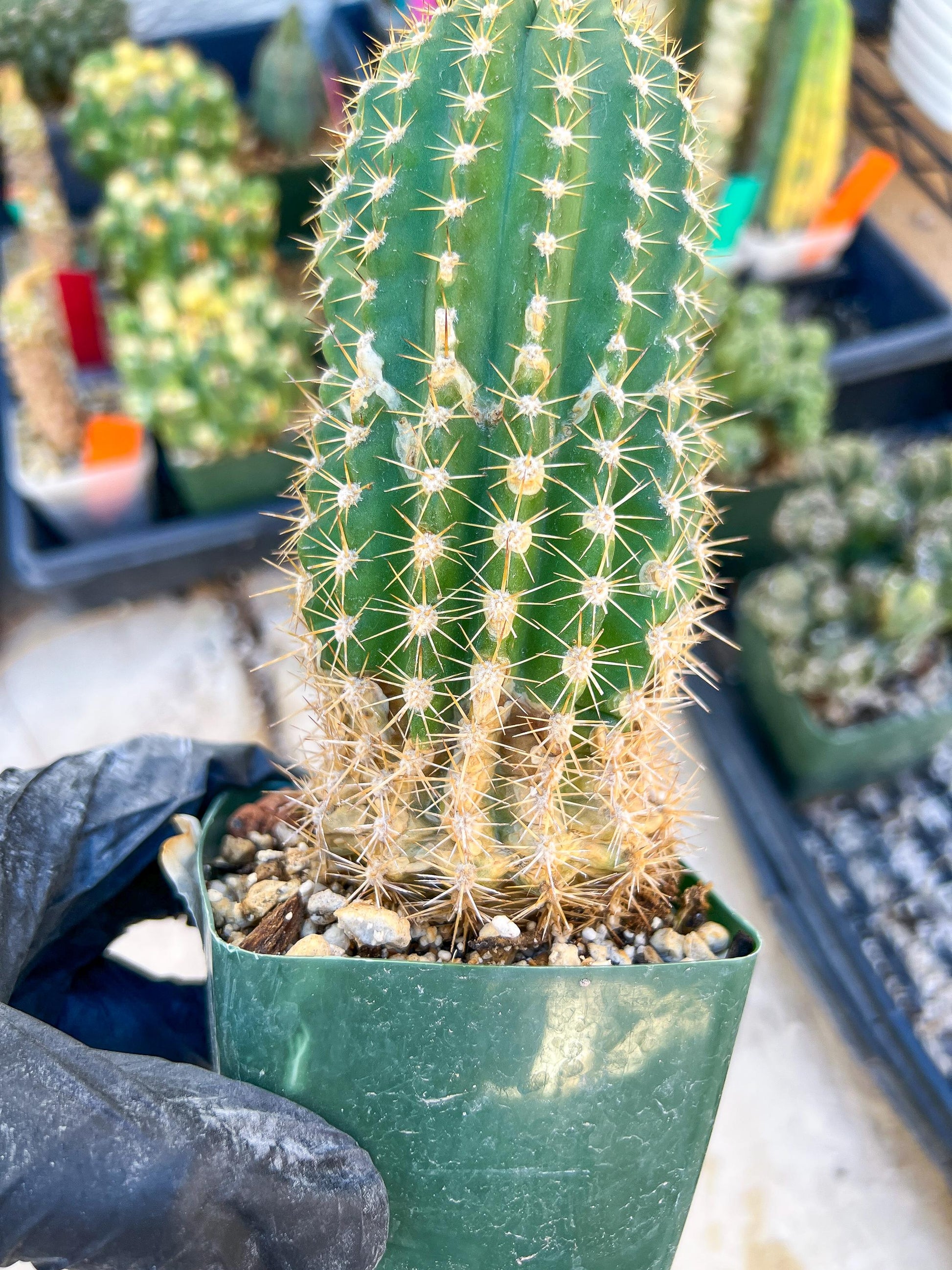 Mystery Cactus #1