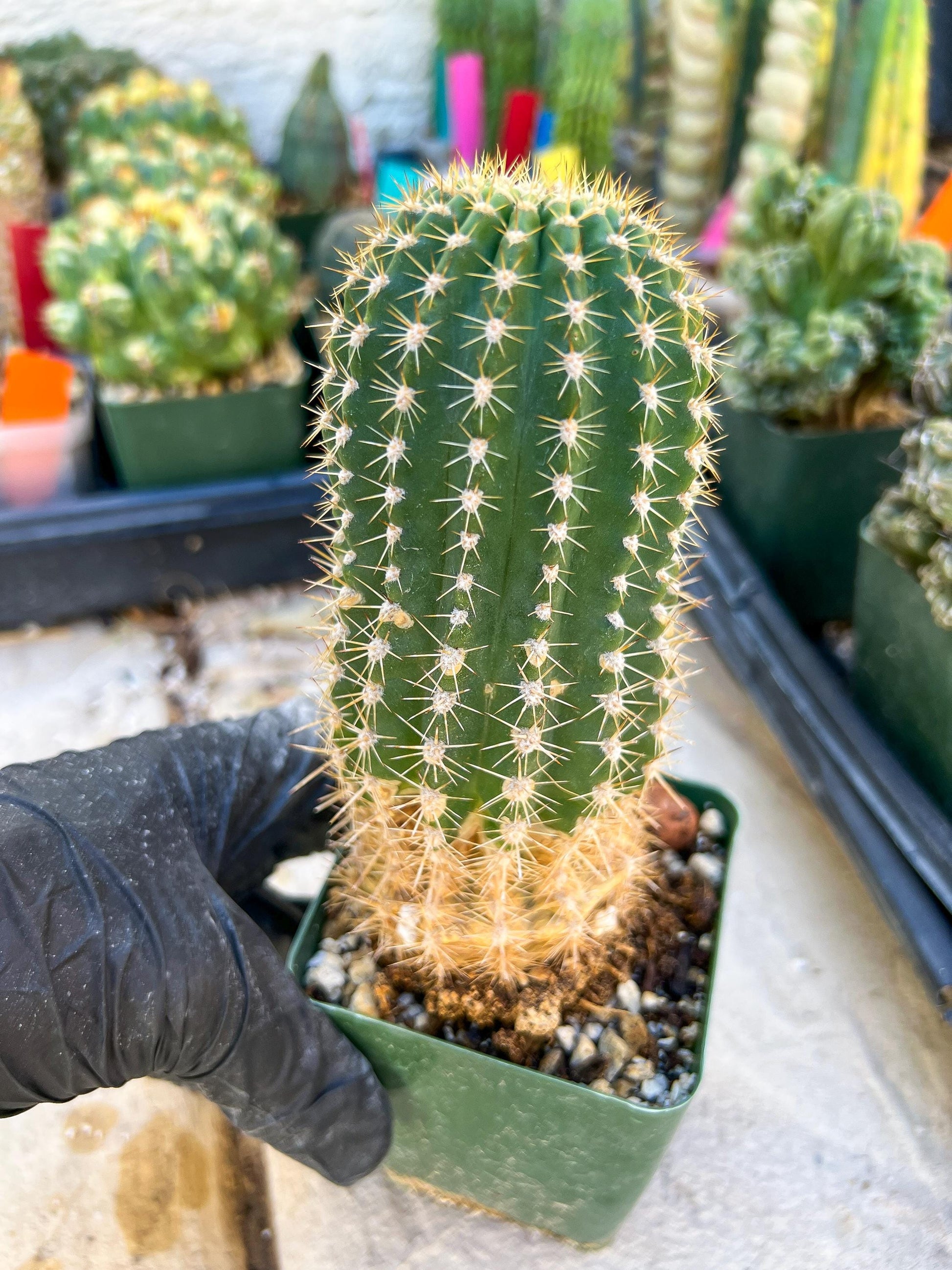 Mystery Cactus #1