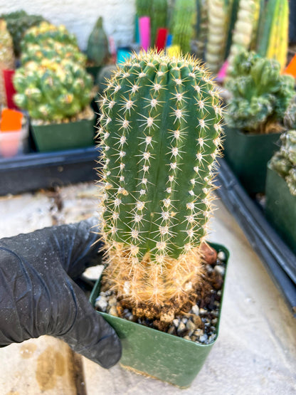 Mystery Cactus #1