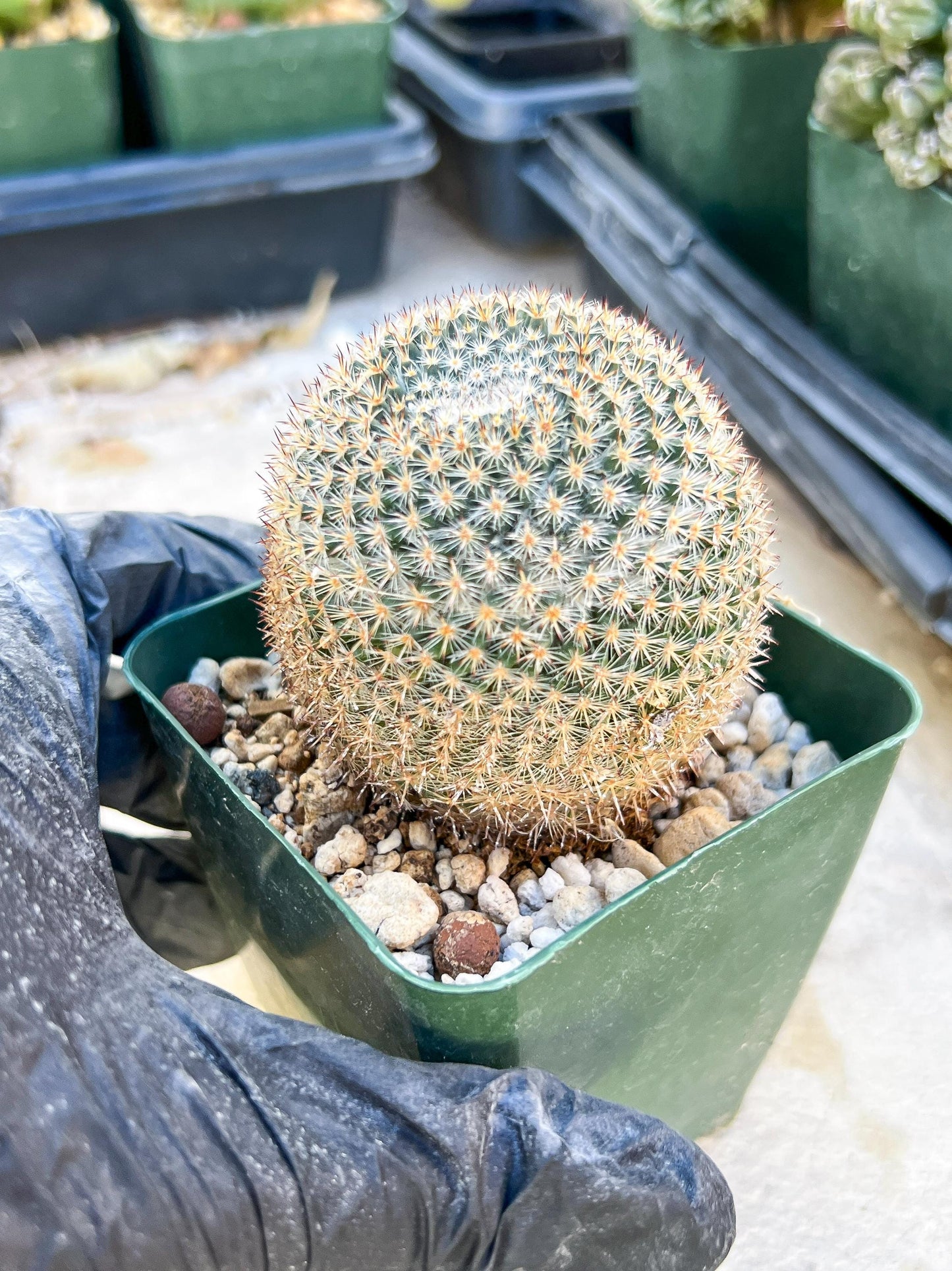 Mystery Cactus #2