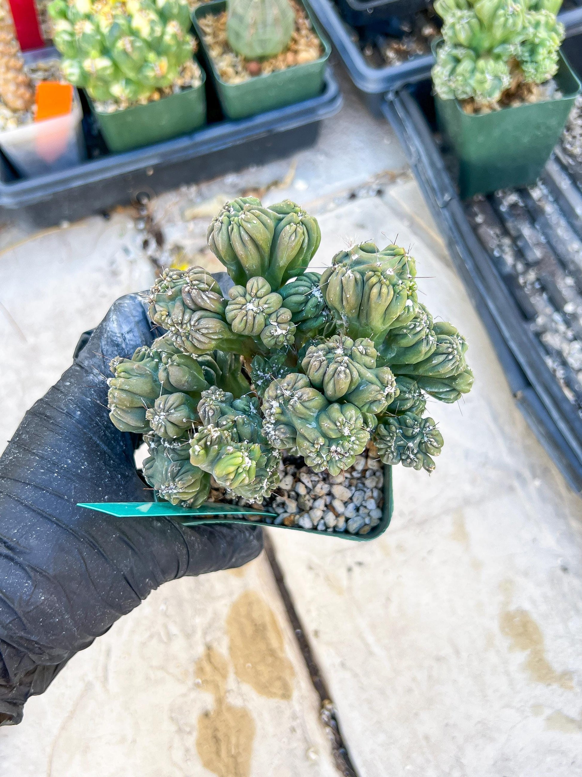 Mystery Cactus (Green)