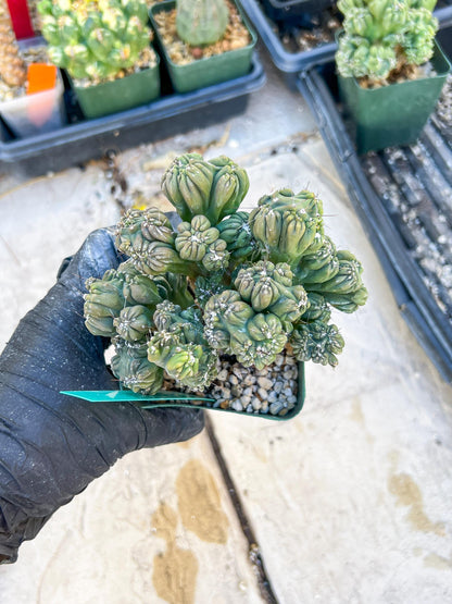 Mystery Cactus (Green)