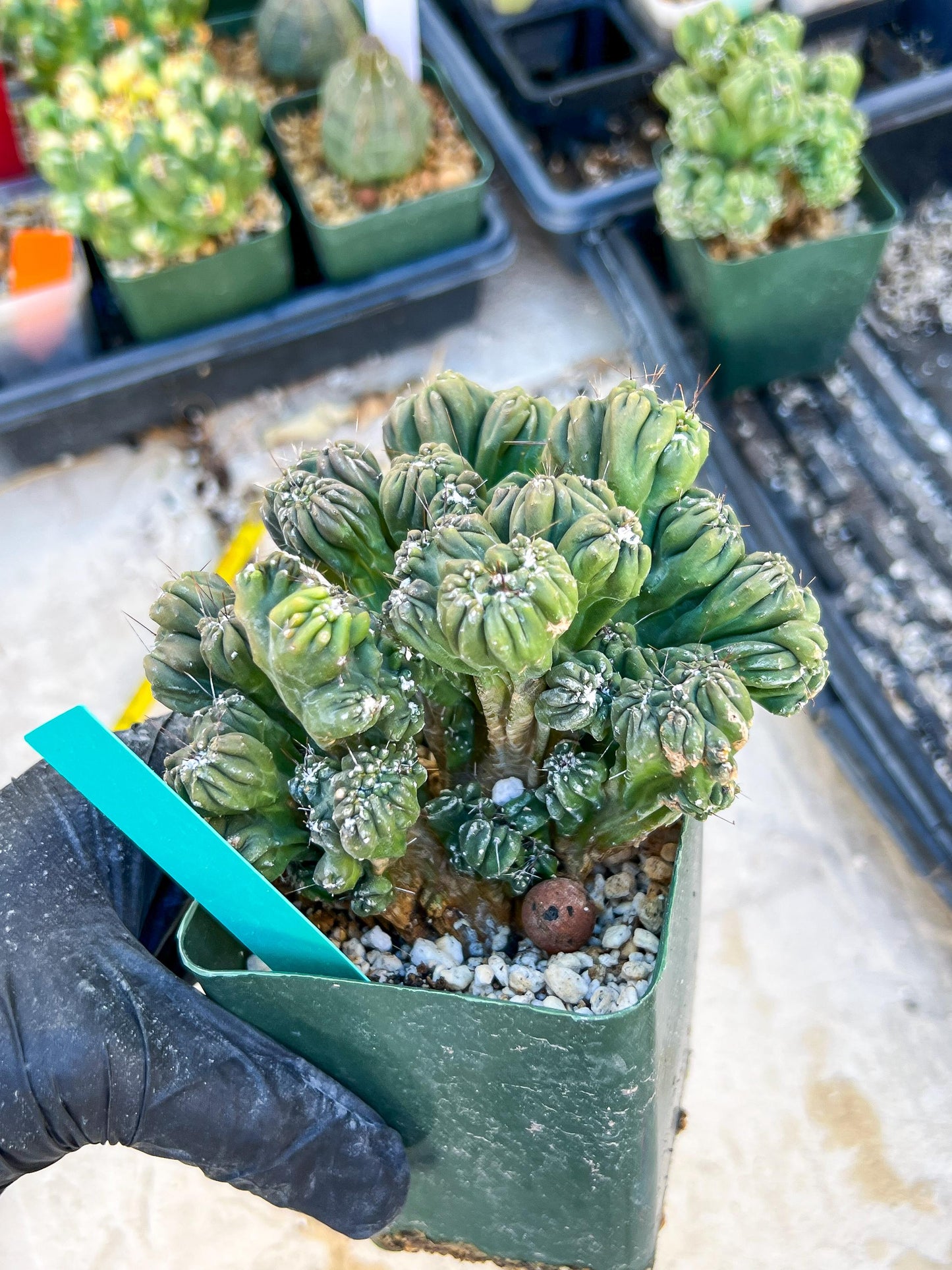 Mystery Cactus (Green)