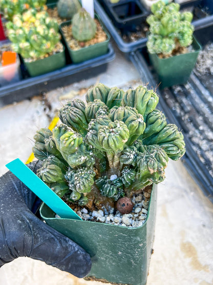 Mystery Cactus (Green)