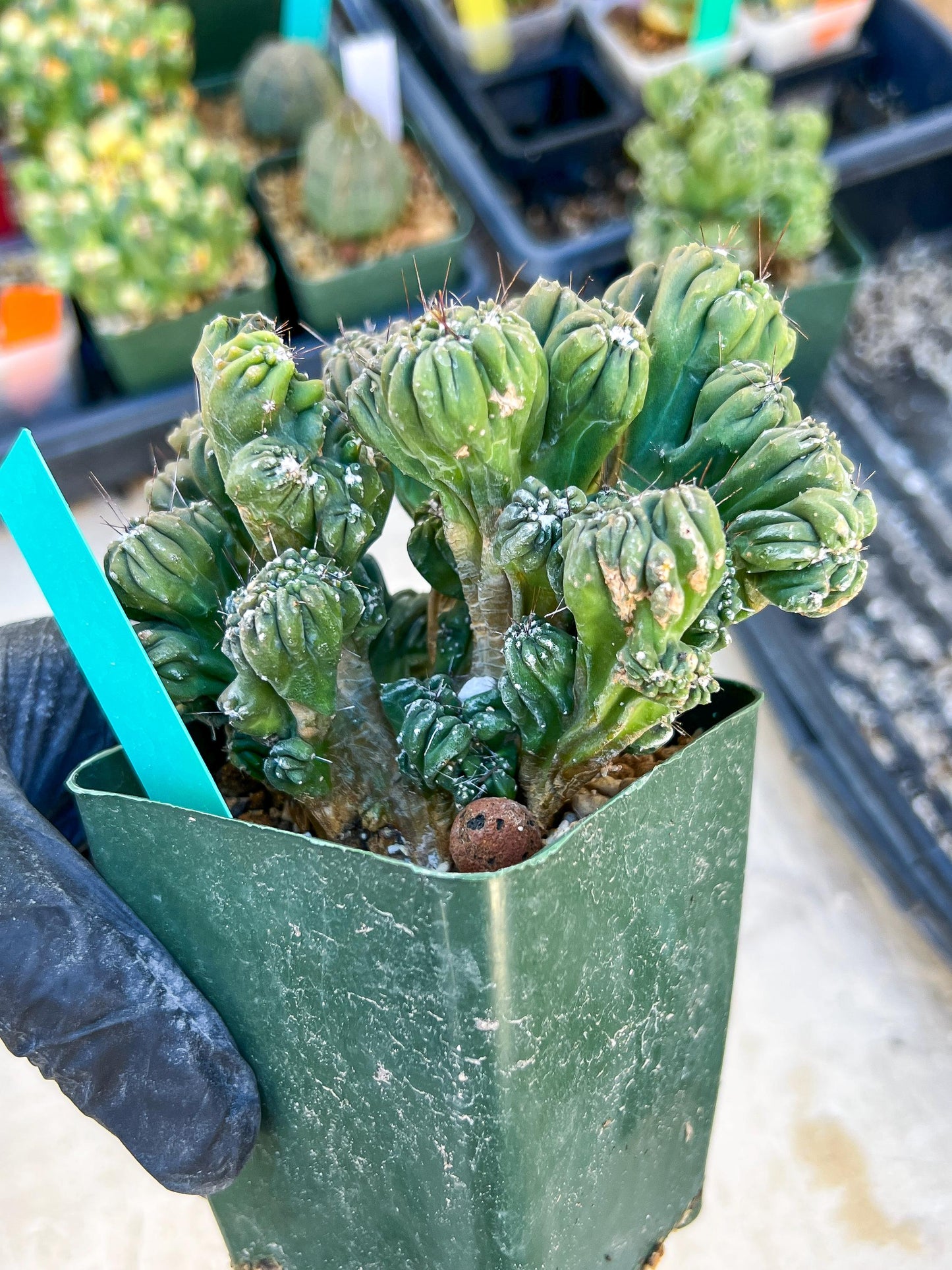 Mystery Cactus (Green)